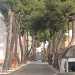 A Bitonto la via Appia-Traiana  divenuta un viale alberato su cui  posto il cimitero cittadino...